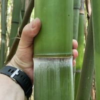 Tonkin-Shop: Frische Bambusstangen aus heimischem Anbau - nachhaltig & naturbelassen - Halmfarbe gr�n - Ort: pflanzstab