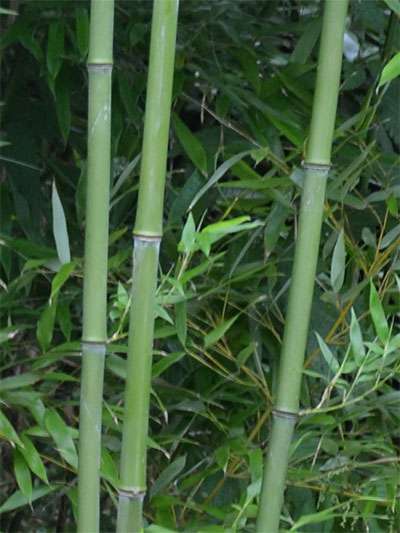 Tonkin-Shop: Halmansicht von Phyllostachys bissetii - Ort: pflanzstab
