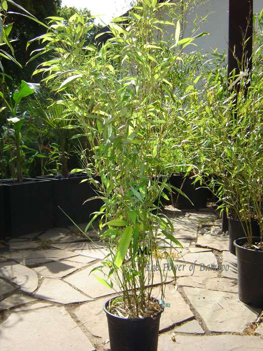 Tonkin-Shop: Phyllostachys Mannii H�he ca. 80 cm - Ort: pflanzstab