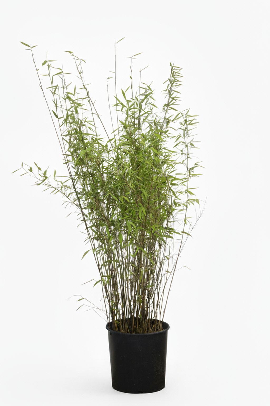 Tonkin-Shop: Bambus Fargesia Nitida - 15 Liter - 120 cm - Ort: pflanzstab