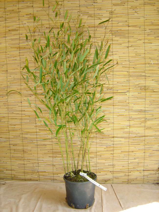 Tonkin-Shop: Phyllostachys heteroclada - Wasserbambus - Ort: pflanzstab