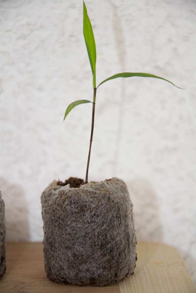 Tonkin-Shop: Phyllostachys pubescens Moso - S�mling - Ort: pflanzstab