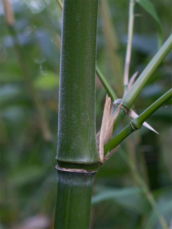 Tonkin-Shop: Halmdetail von Phyllostachys viridiglaucescens mit der typischen Bemehlung - Ort: pflanzstab
