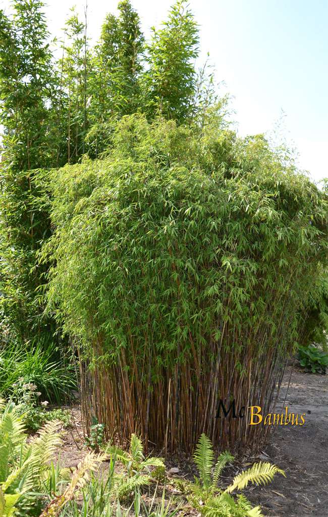 Tonkin-Shop: Fargesia jiuzhaigou Hain - Jade Bambus - Ort: pflanzstab