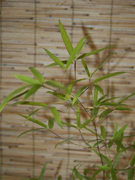 Tonkin-Shop: Phyllostachys decora - Ort: pflanzstab