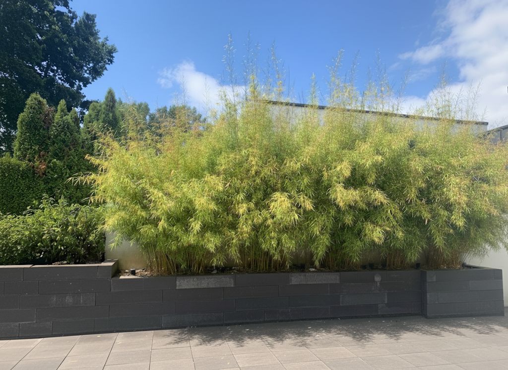 Tonkin-Shop: Fargesia robusta campbell - Hecke - Ort: pflanzstab