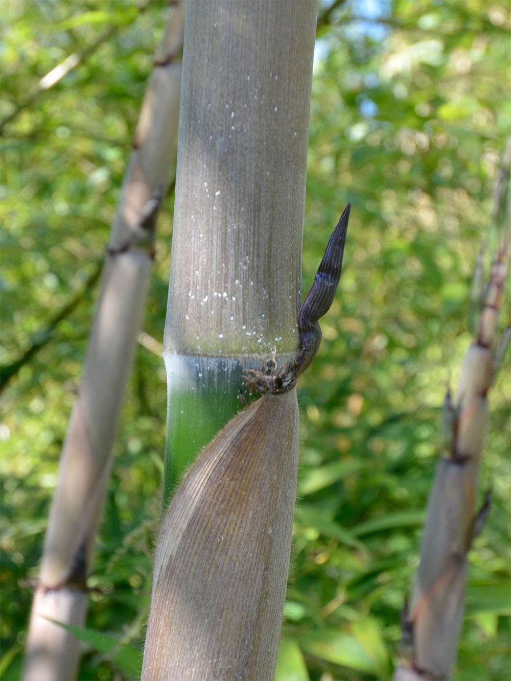 Tonkin-Shop: Halmaustrieb von Phyllostachys Nigra Henonis - Ort: pflanzstab