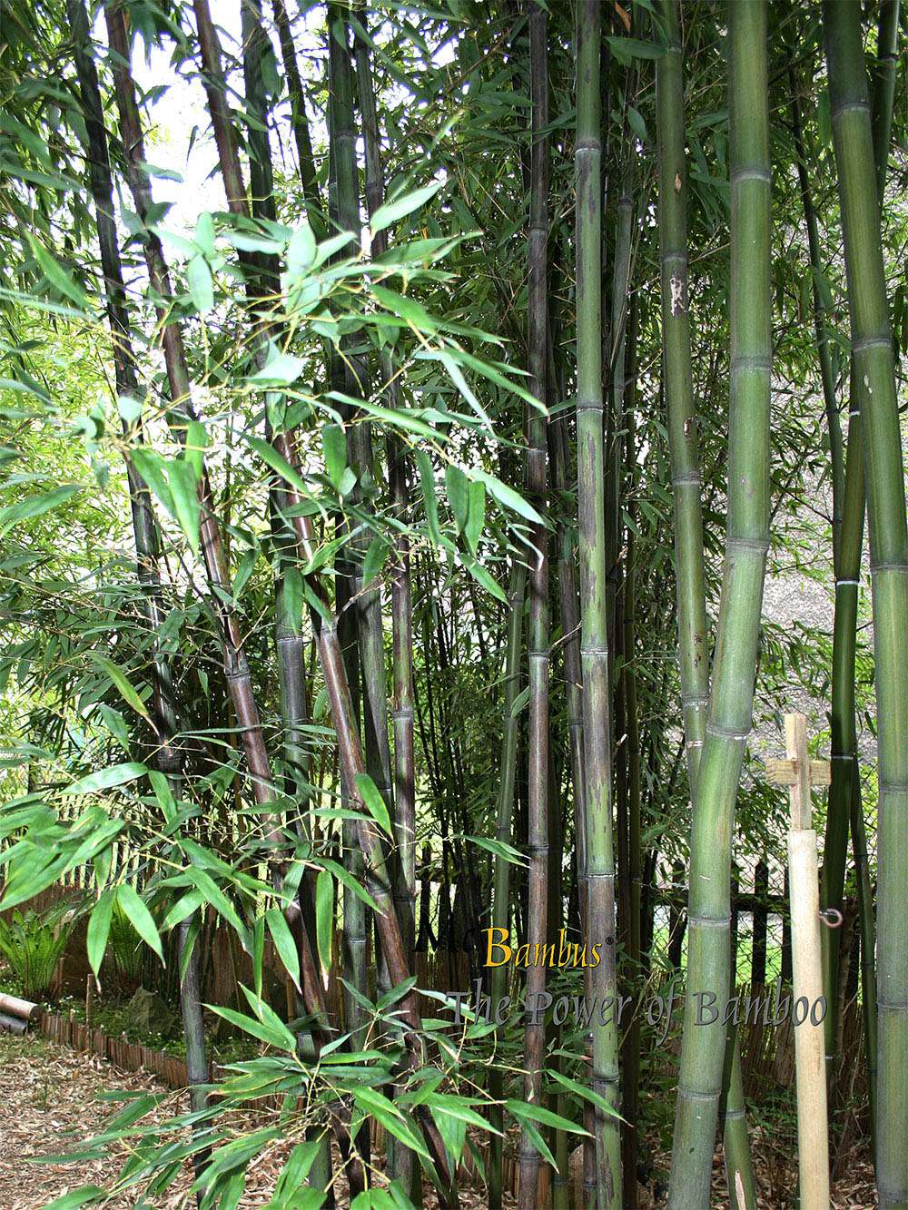 Tonkin-Shop: Bambushain mit Phyllostachys nigra Boryana - Ort: pflanzstab