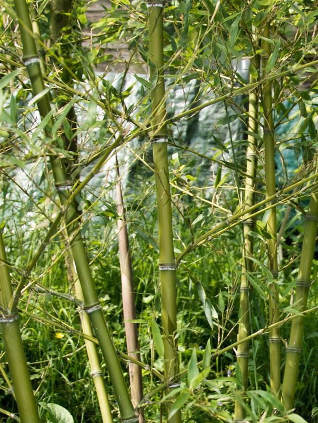 Tonkin-Shop: Halmdetailansicht von Phyllostachys parvifolia mit dem charakteristische Halmreif unterhalb der Nodie - Ort: pflanzstab