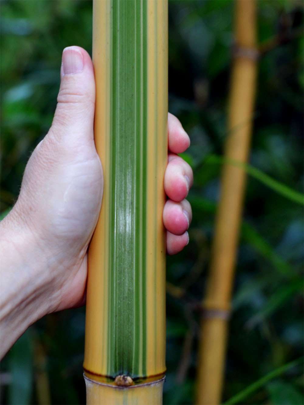 Tonkin-Shop: Halmdetail von Phyllostachys vivax Huangwenzhu Inversa - Ort: pflanzstab