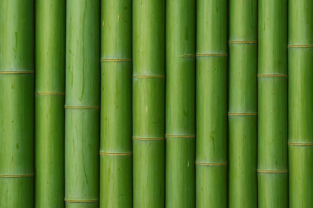 Tonkin-Shop: Frische Bambusstangen aus heimischem Anbau - nachhaltig & naturbelassen - Halmfarbe gr�n - Ort: pflanzstab