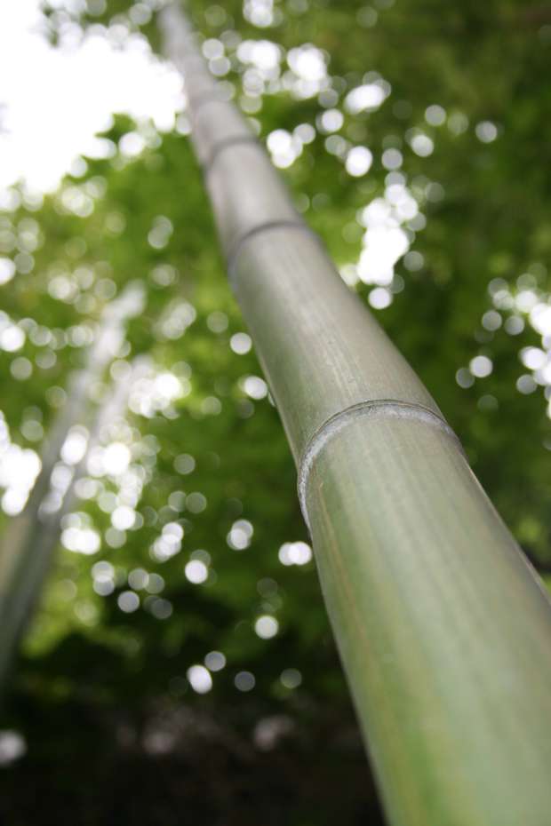 Tonkin-Shop: Phyllostachys vivax McClure - Ort: pflanzstab