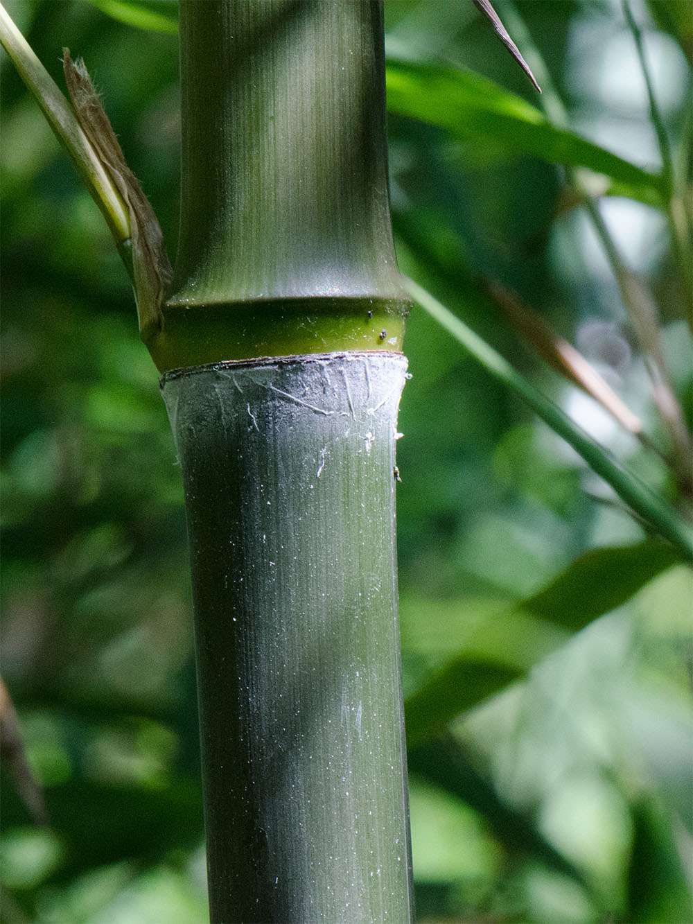 Tonkin-Shop: Phyllostachys atrovaginata - Detailansicht Halm nach dem Austrieb - Ort: pflanzstab