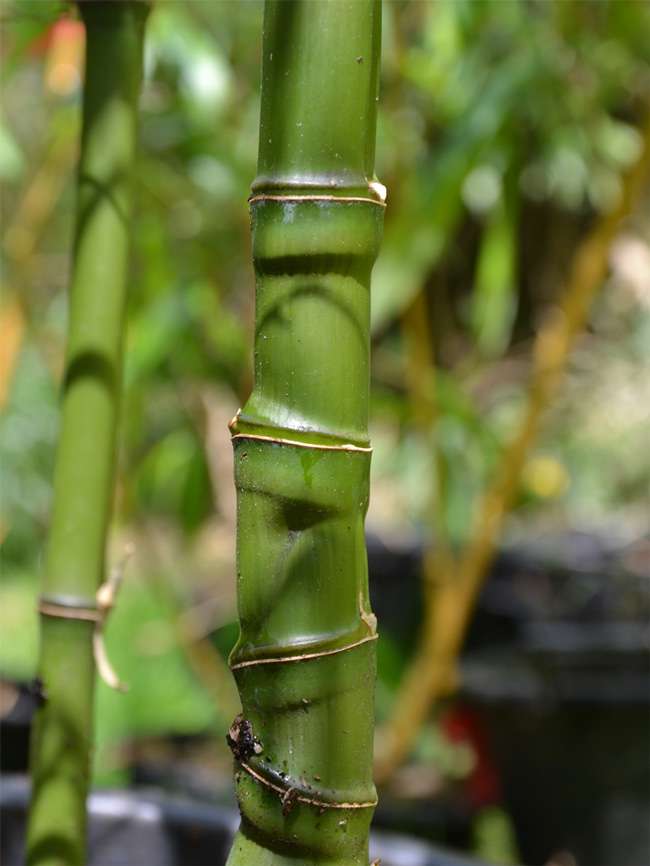 Tonkin-Shop: Halmansicht Phyllostachys aurea mit den typischen Knoten - Ort: pflanzstab