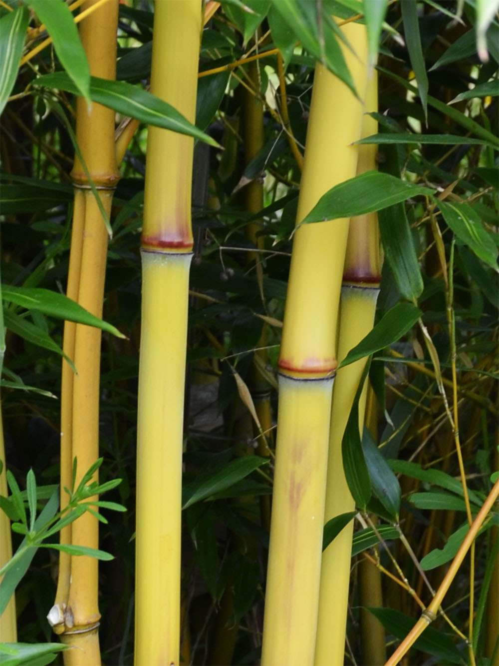 Tonkin-Shop: Detail vom Bambushalm der Sorte Phyllostachys aureosulcata Aureocaulis - Ort: pflanzstab