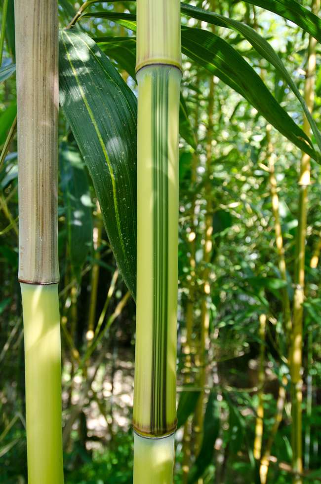 Tonkin-Shop: Detailansicht vom Bambus Halm - Phyllostachys aureosulcata Spectabilis - Ort: pflanzstab
