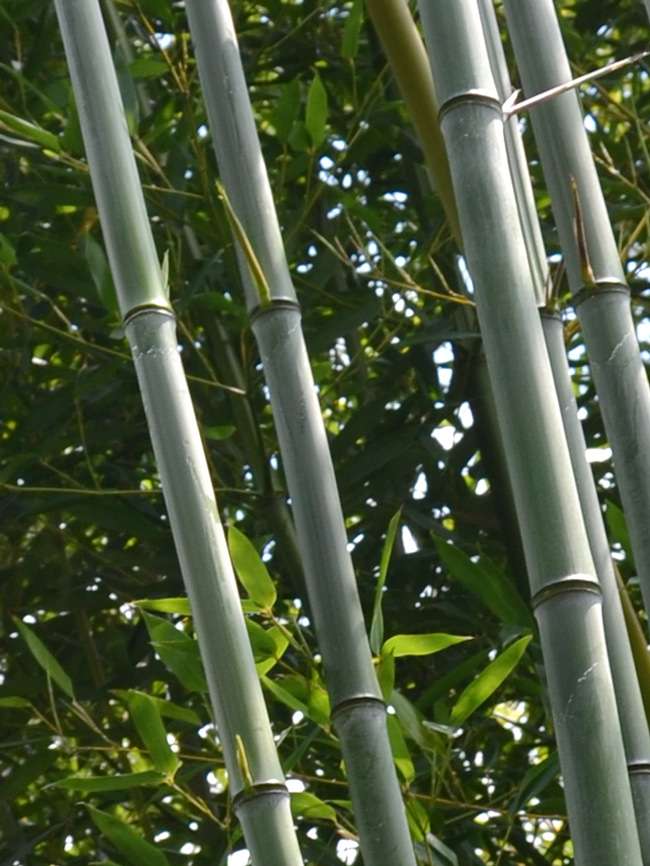 Tonkin-Shop: Phyllostachys aureosulcata alata - typische olivf�rbung der Halme - Ort: pflanzstab
