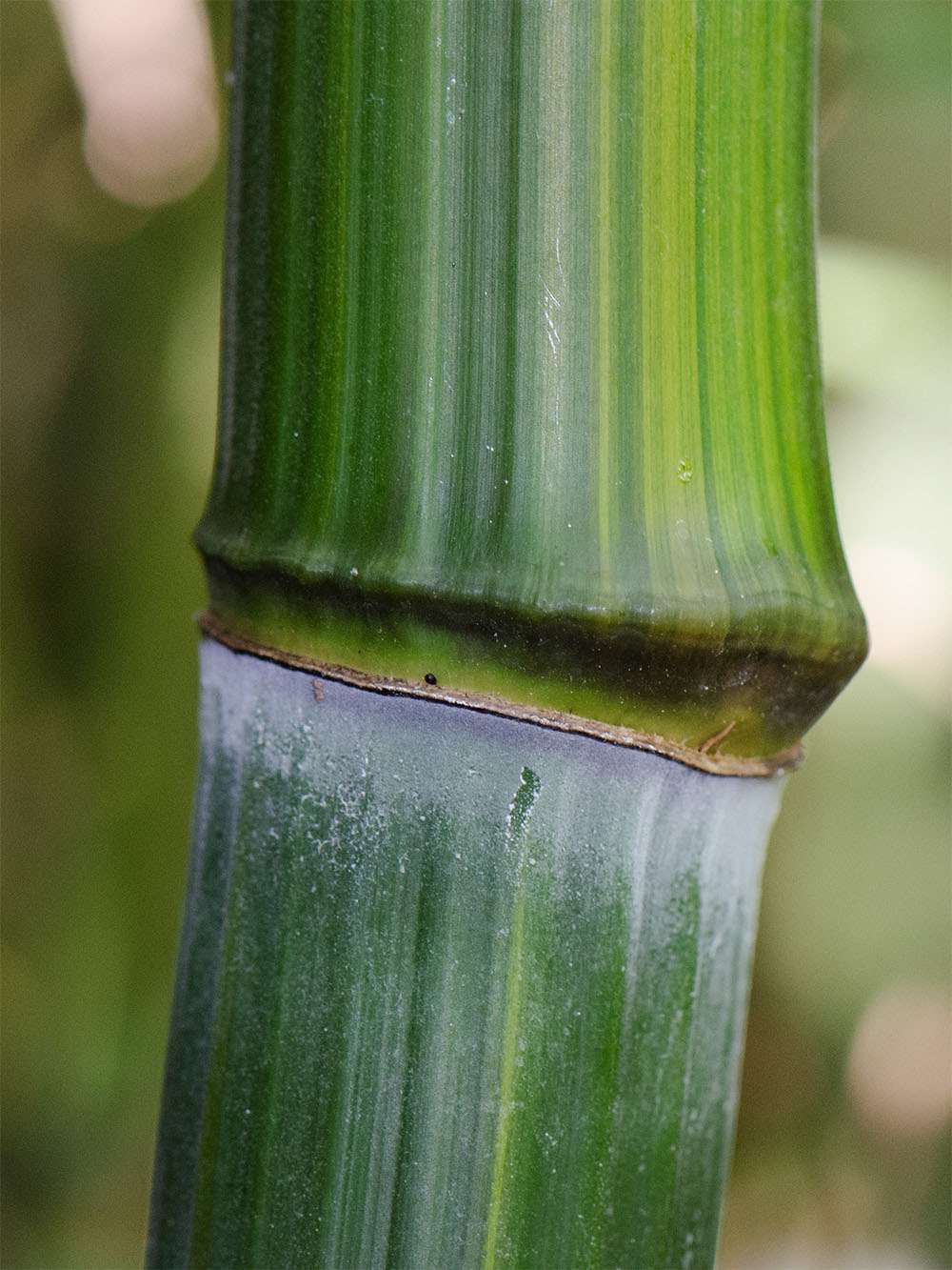 Tonkin-Shop: Detailansicht vom Bambushalm Phyllostachys aureosulcata harbin - Ort: pflanzstab