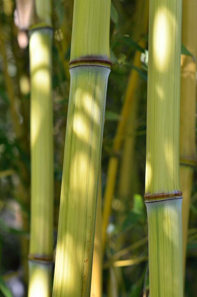 Tonkin-Shop: Detailansicht vom Bambushalm Phyllostachys aureosulcata harbin inversa - Ort: pflanzstab