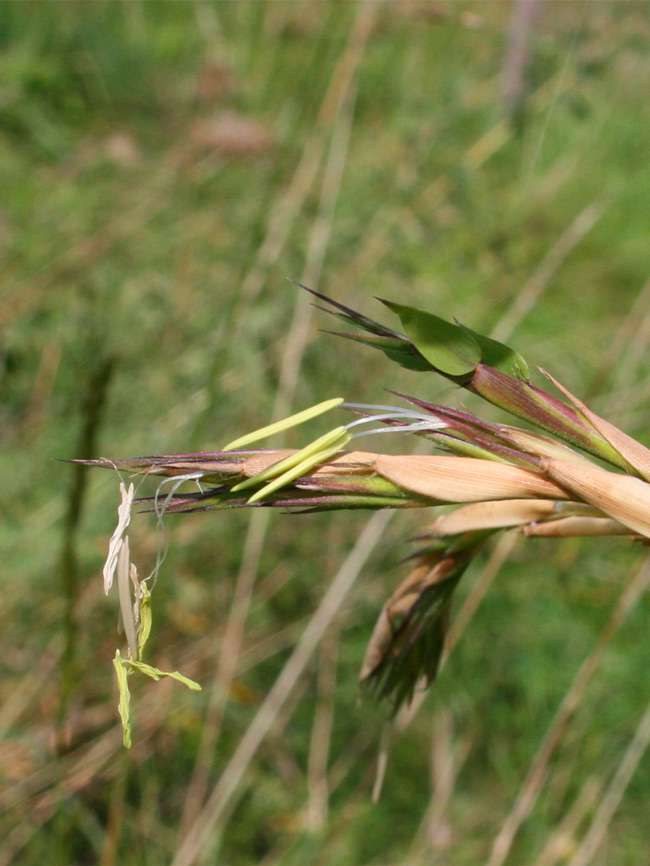 Tonkin-Shop: Detailansicht der Bambusbl�te 2014 von Phyllostachys kwangsiensis - Ort: pflanzstab