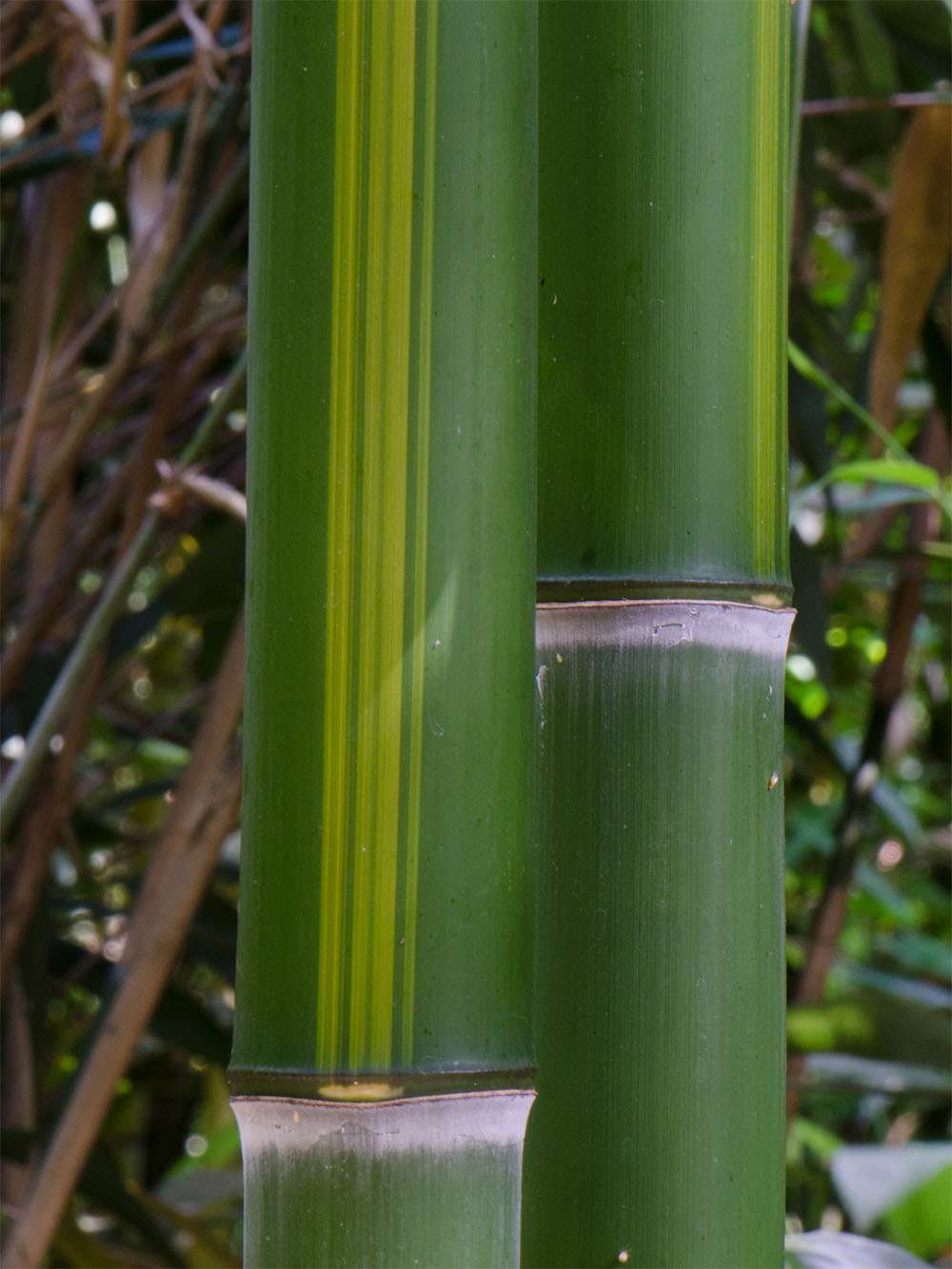 Tonkin-Shop: Halmzeichnung von der Bambussorte Phyllostachys vivax huangwenzhu - Ort: pflanzstab