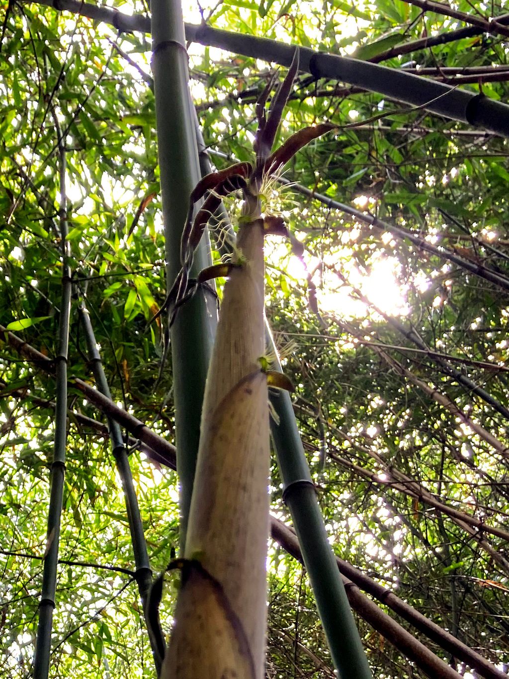 Tonkin-Shop: Halmaustrieb von Phyllostachys bambusoides - Ort: pflanzstab