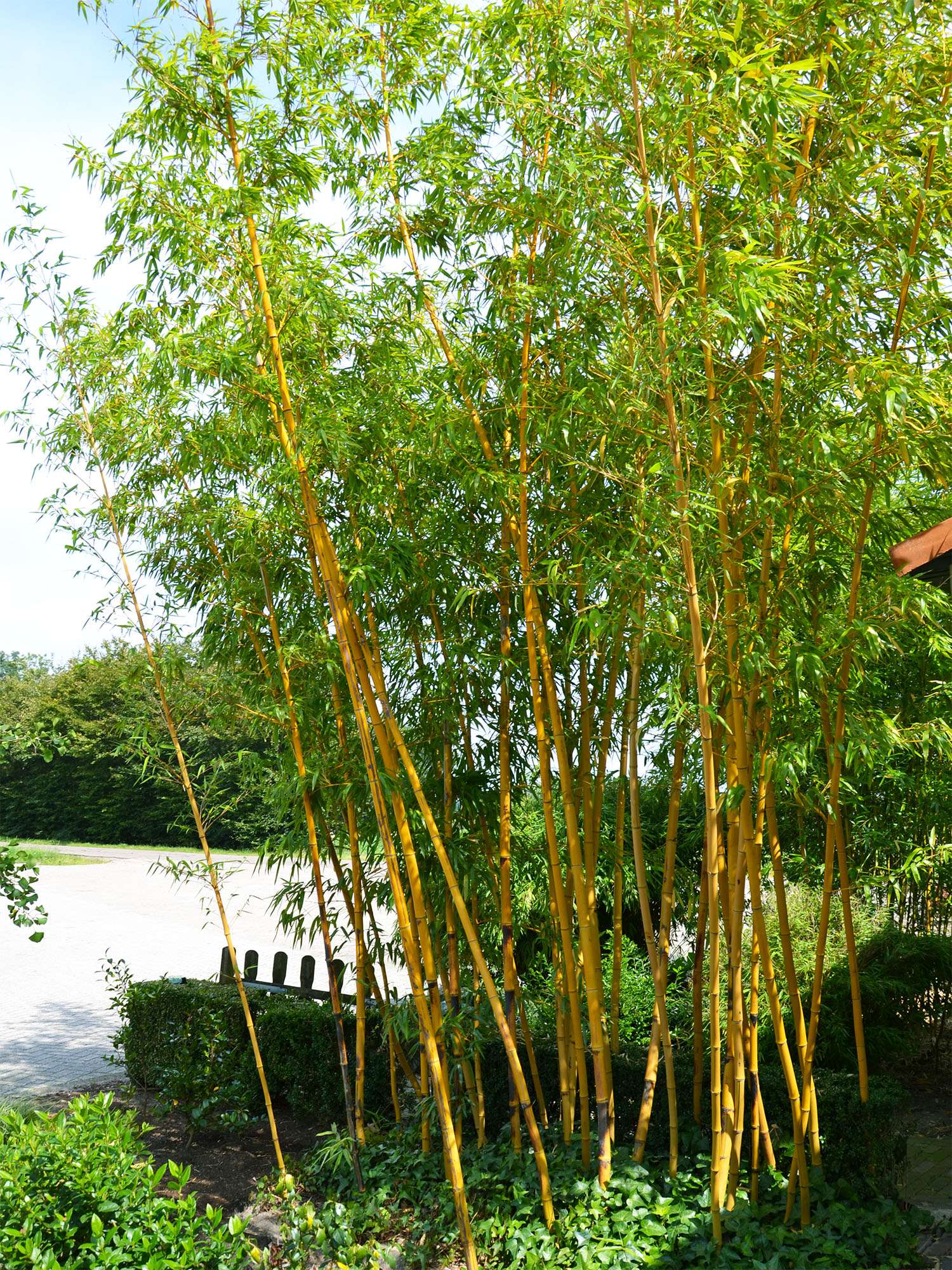 Tonkin-Shop: Aufnahme von Phyllostachys vivax aureocaulis - Ort: pflanzstab