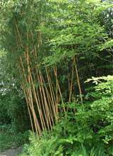 Phyllostachys