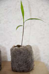 Phyllostachys pubescens edulis - Moso - Riesenbambus